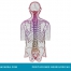 Neuronavarra Peritaciones Manuel Murie DOLOR LUMBAR; RADICULOPATÍA CRÓNICA